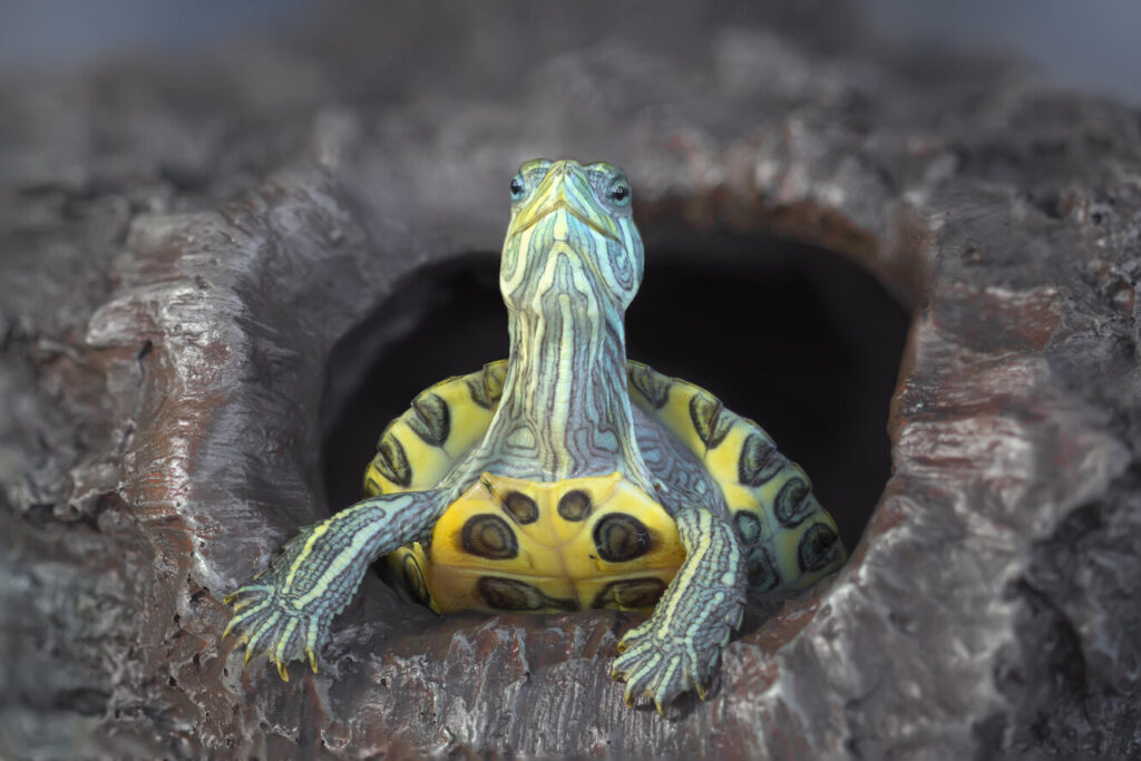 Чому черепаха не їсть: 5 основних причин