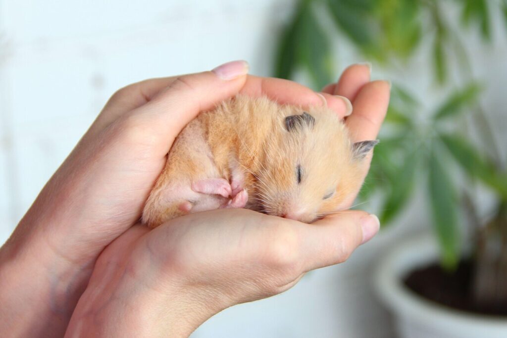 Чому хом'як весь час спить і чому його не можна будити