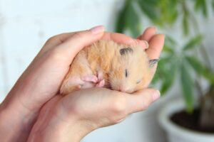 Чому хом’як весь час спить і чому його не можна будити?