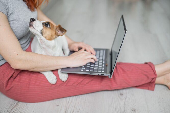 Чому собаки ревнують