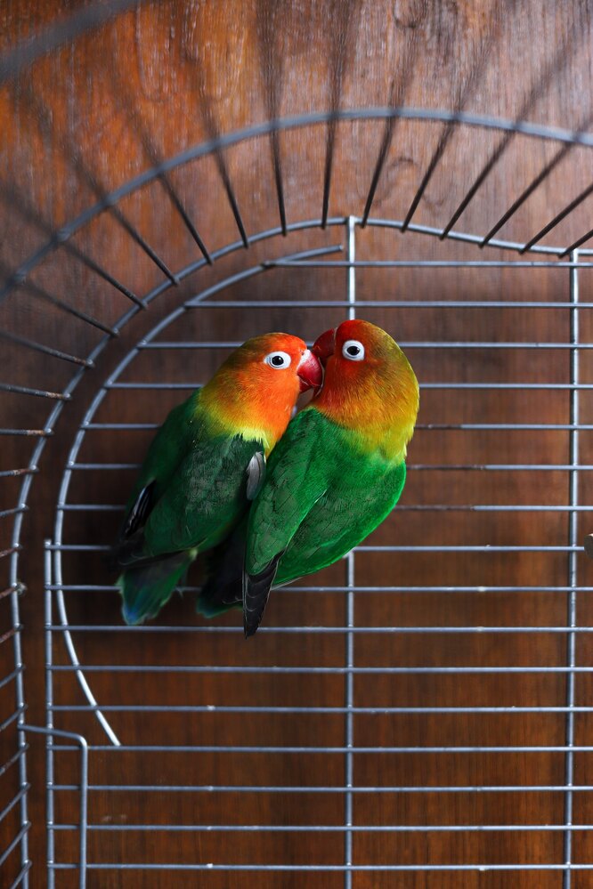 Чи потрібна нерозлучнику пара