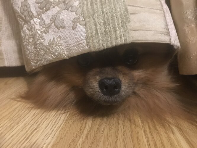 Дресирування та виховання шпіців