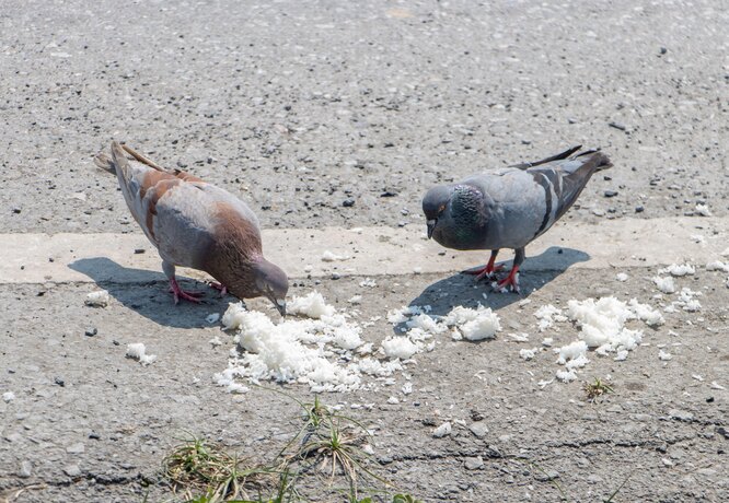 Голуби їдять варений рис