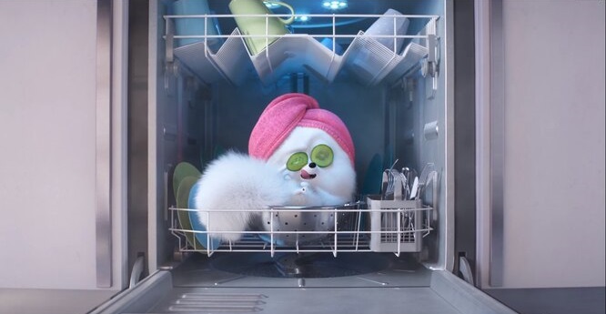 Історія породи та назви шпіц