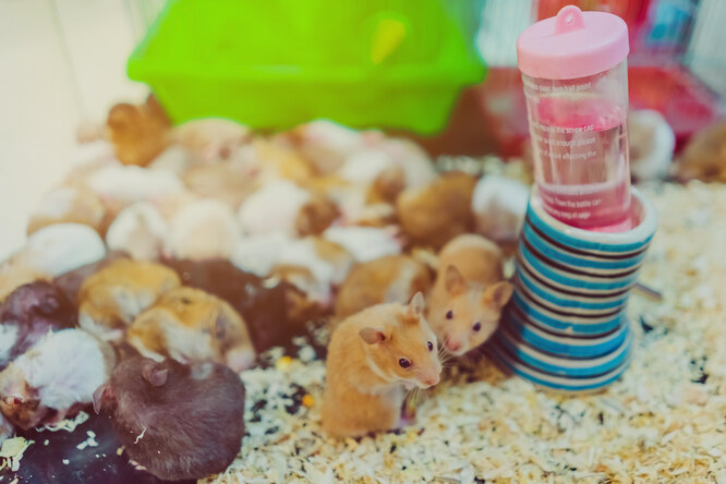 Хом'як боїться сусідів