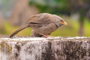 Міф чи правда: чи небезпечний рис для птахів?
