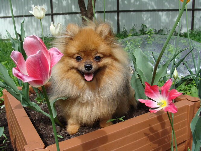 Особливості характеру шпіців