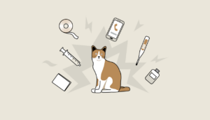 Перша допомога коту.