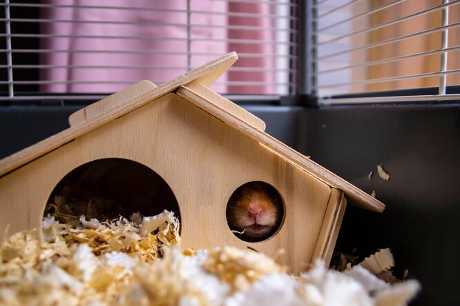 Погане самопочуття хом'ячка