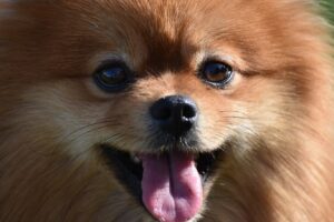 Померанський шпіц: що потрібно знати, якщо ви берете цуценя цієї породи?