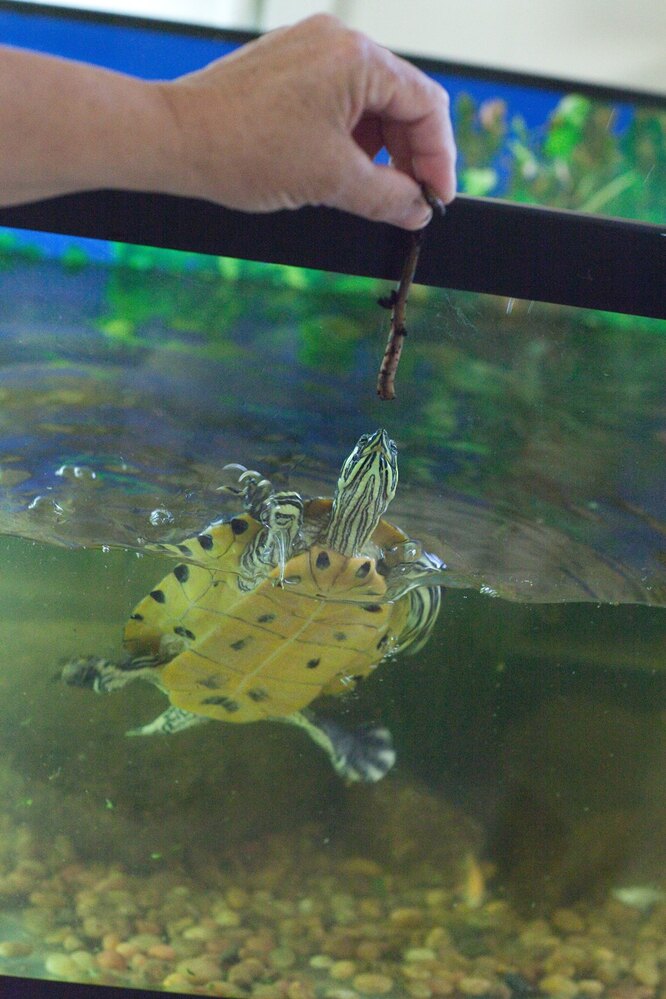 Причина №2: зміни у раціоні