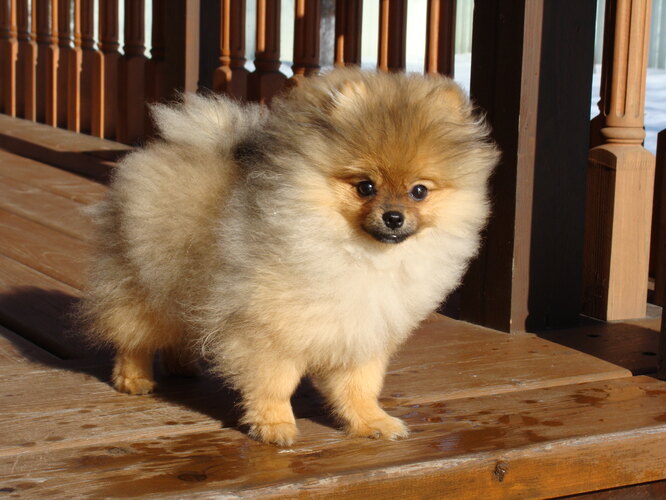 Що ще треба знати про шпіців