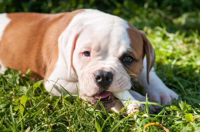 Що станеться із собакою