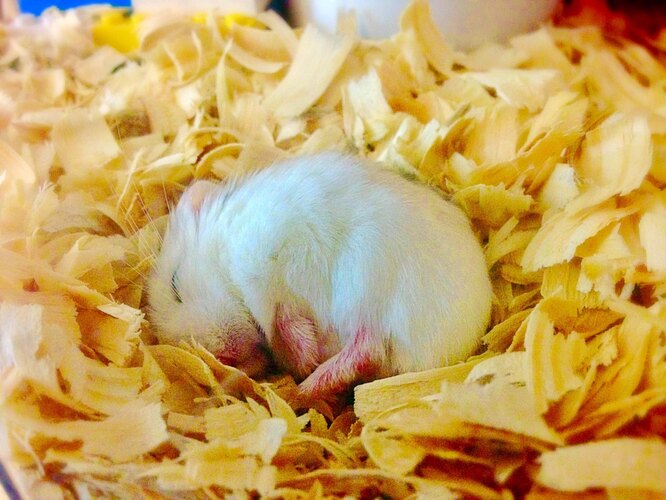 Скільки сну потрібно хом'якові