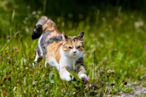 Як високо може стрибнути кішка?