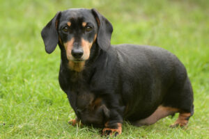 Як зрозуміти, чи є у собаки зайва вага?