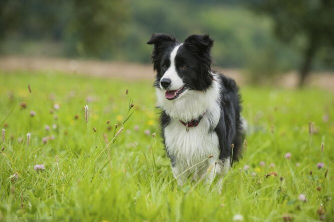 1. Бордер-колі: діти – це овечки