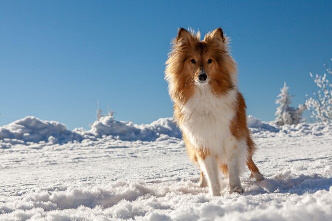 4. Шелті: розумний та енергійний