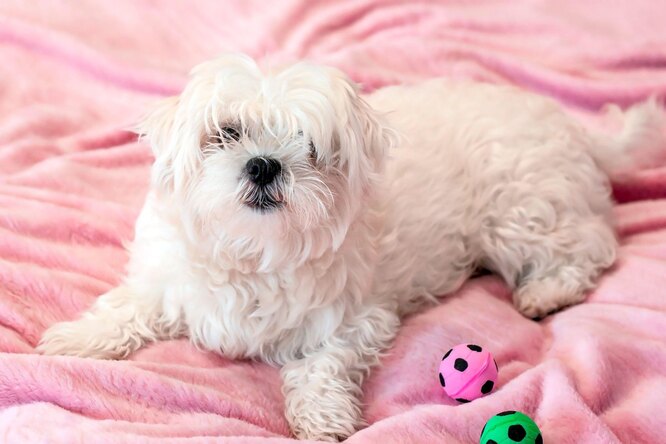 6. Мальтійські болонки: гіпоалергенна іграшка