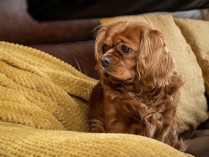 9. Кавалер-кінг-чарльз-спаніель: завжди готовий гратися