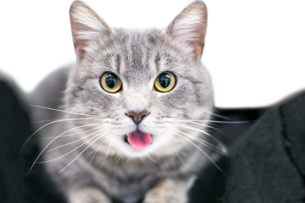 Чому кішки лижуть людям волосся і чи не шкідливо це?