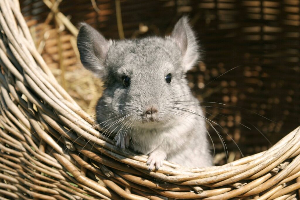 Чому шиншили верещать?