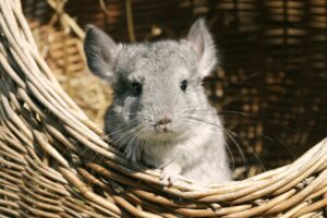 Чому шиншили верещать?