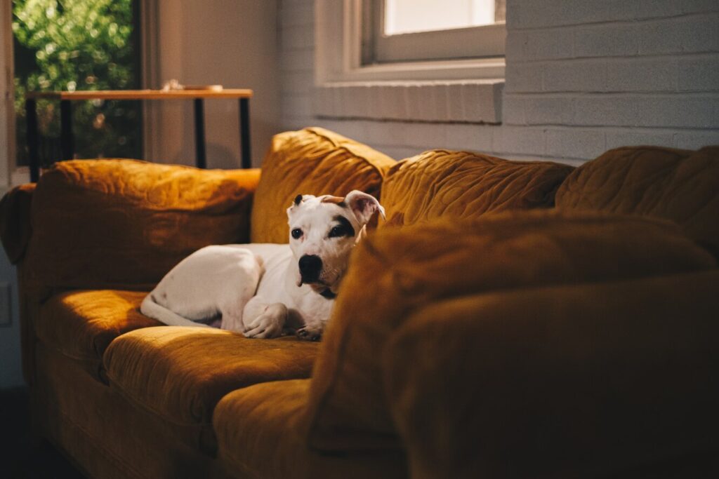 Чому собаки бояться пилососів та що з цим робити?