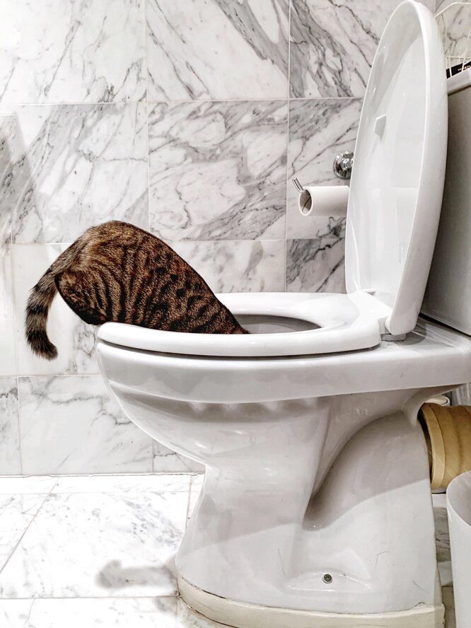 Чи небезпечна унітазна вода для котів та собак
