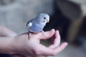 Хлопчик чи дівчинка? Як визначити стать у хвилястого папужки?