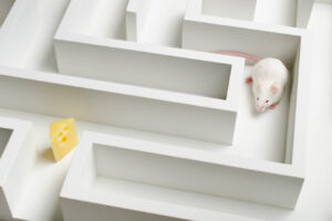 Ми гуманісти: як зловити мишу і не зашкодити їй?