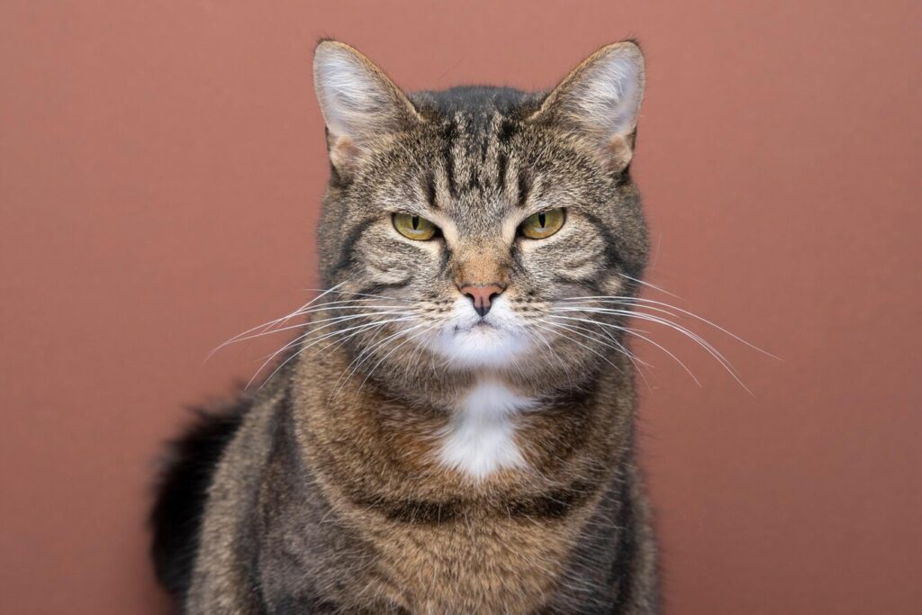 Не робіть так! 5 речей, за які кішки нас ненавидять.