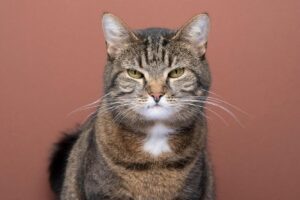 Не робіть так! 5 речей, за які кішки нас ненавидять.