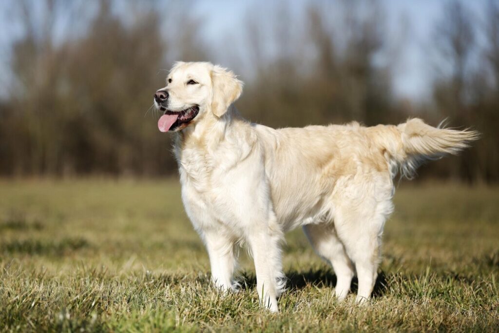 Няньки, опікуни та охоронці: 9 порід собак, які люблять дітей.