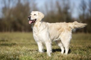 Няньки, опікуни та охоронці: 9 порід собак, які люблять дітей.