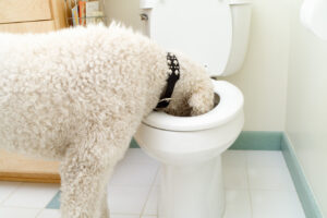 Що буде, якщо кішка чи собака вип’є воду з туалету?
