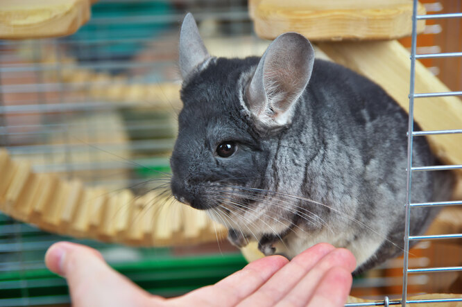 Шлюбний поклик