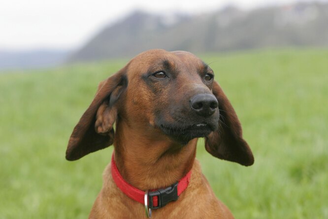 Страх, стрес чи тривога