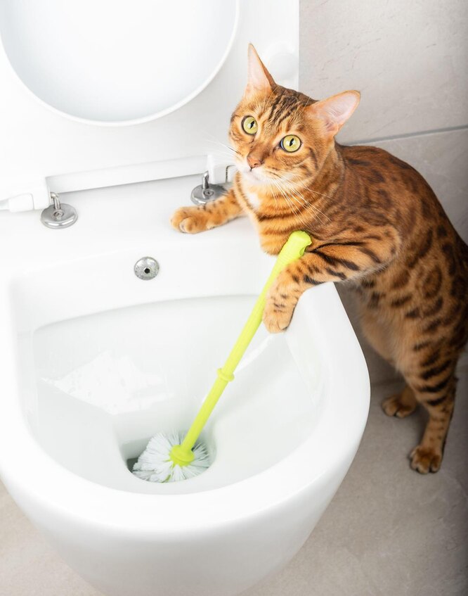 Все має бути чистим… Дуже чистим