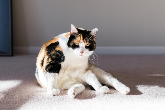 Вуха зараз луснуть