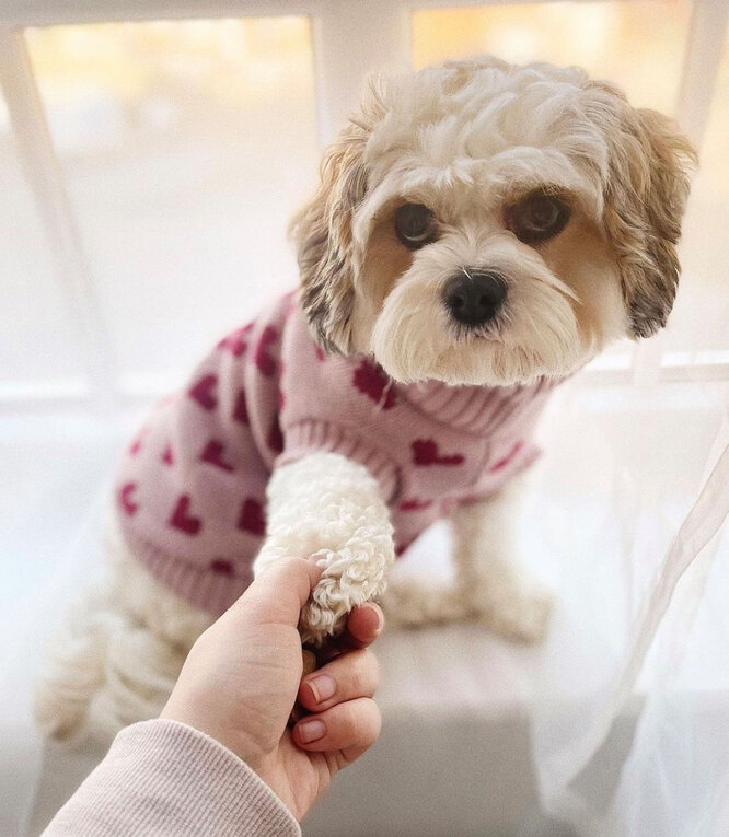 Як часто у собак проходять тічки