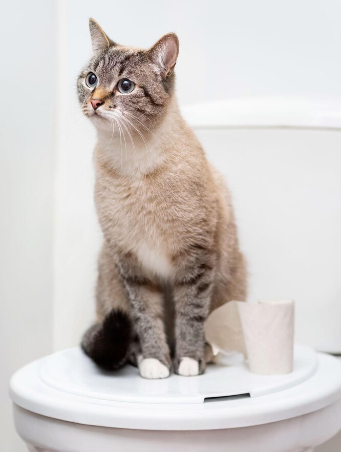 Як захистити вихованця