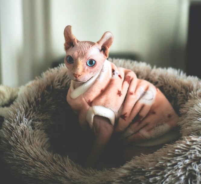 Як зробити так, щоб ваша кішка не відчувала холоду