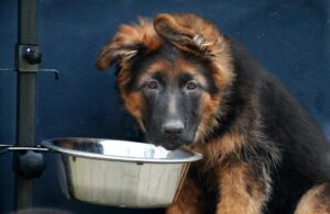 Чому цуценя боїться їсти з миски?