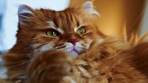 Догляд за шерстю: як вичісати / вичісувати кішку / кота?