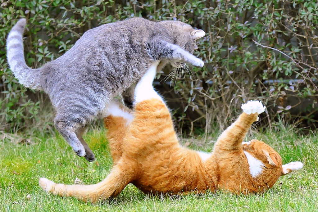 Готуємо будинок