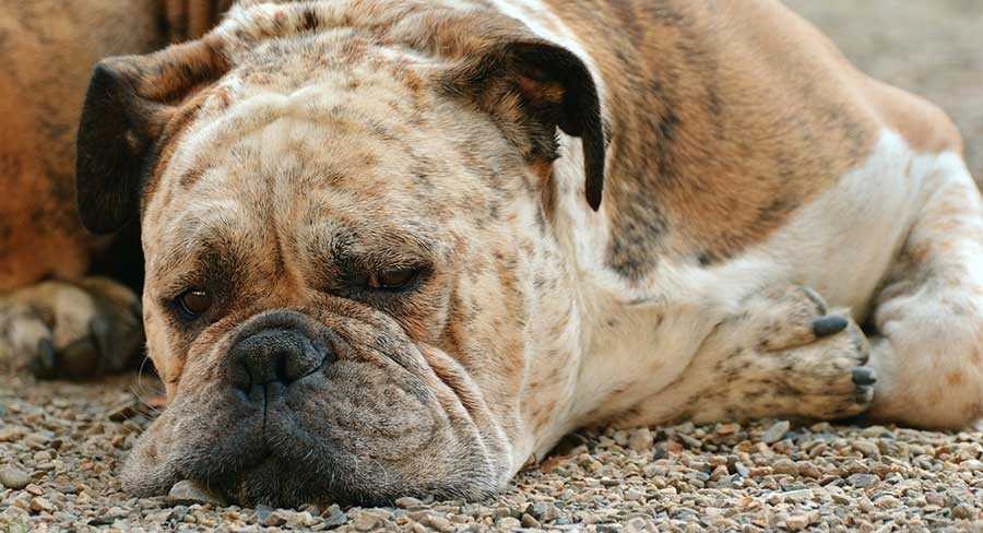 Харчування літнього собаки.
