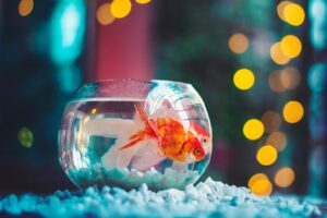 Хвороби акваріумних рибок: які симптоми вказують на те, що рибка захворіла?