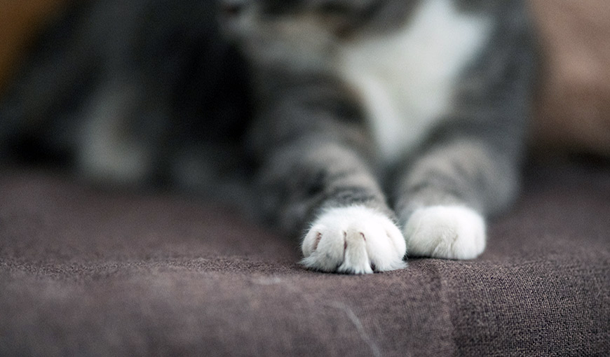 Топче вас лапками