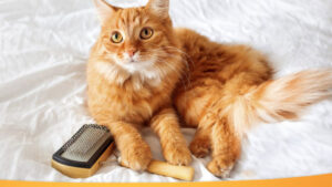 Линяння / линька у котів / кішок: причини і як позбутися?